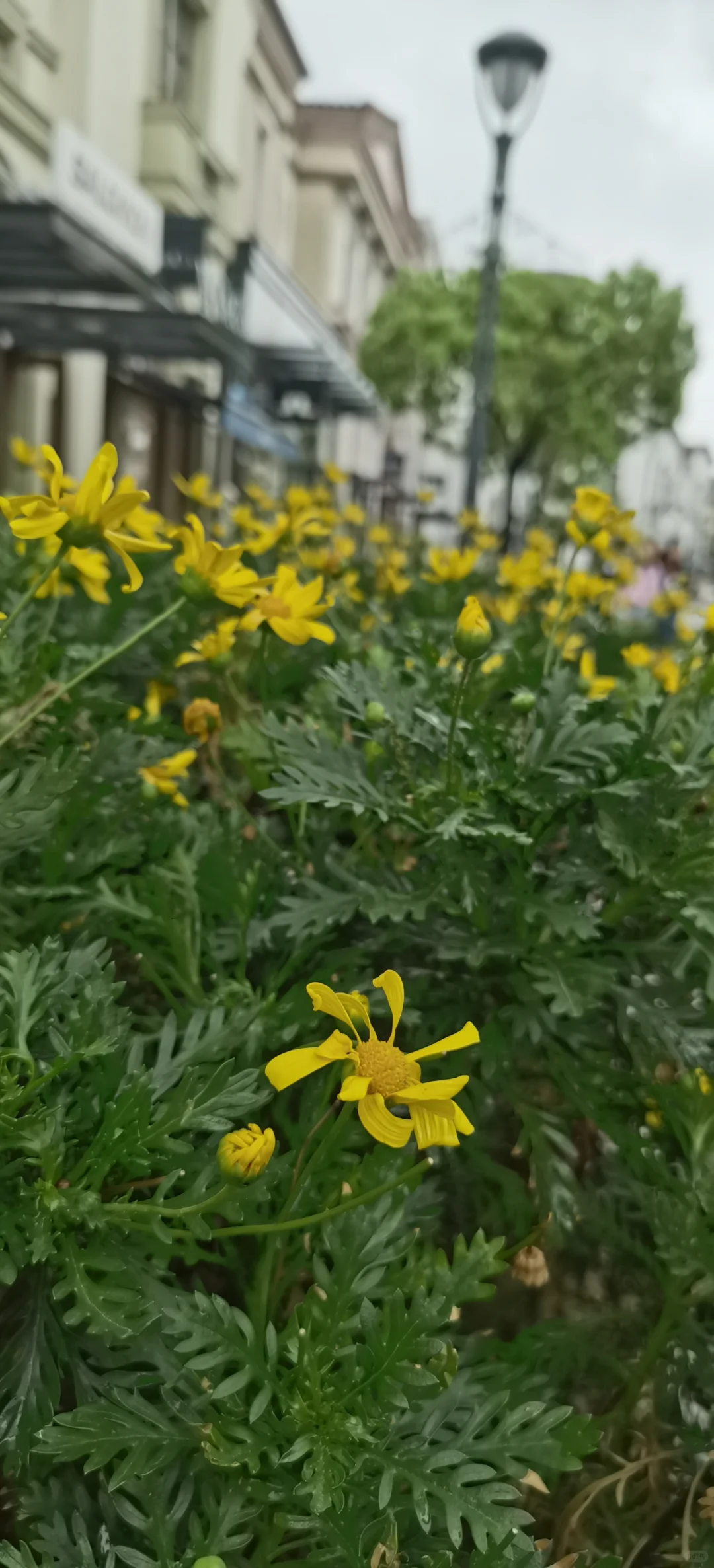 日常|花，娇艳欲滴