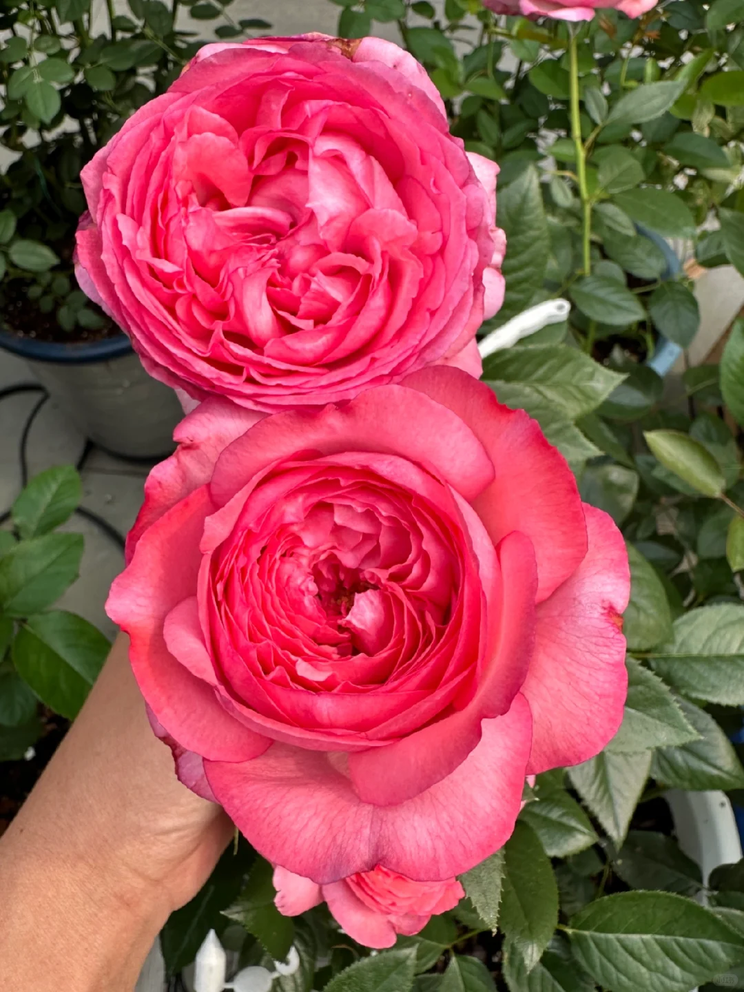 高温下的美人—伊芙妖艳