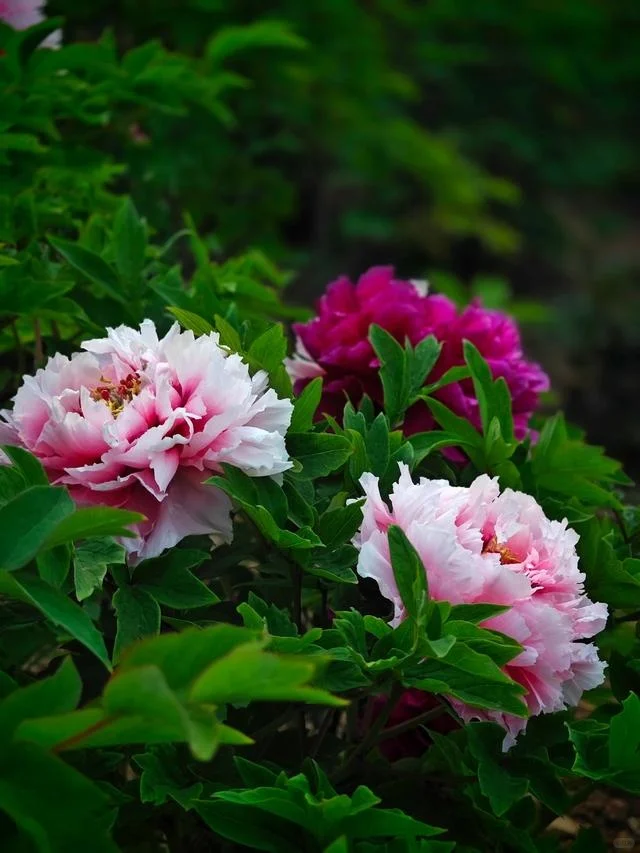 想看看你们相册里的花🌸