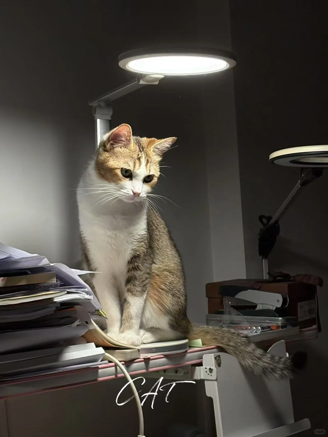哦呀呀～我那妩媚的小猫～