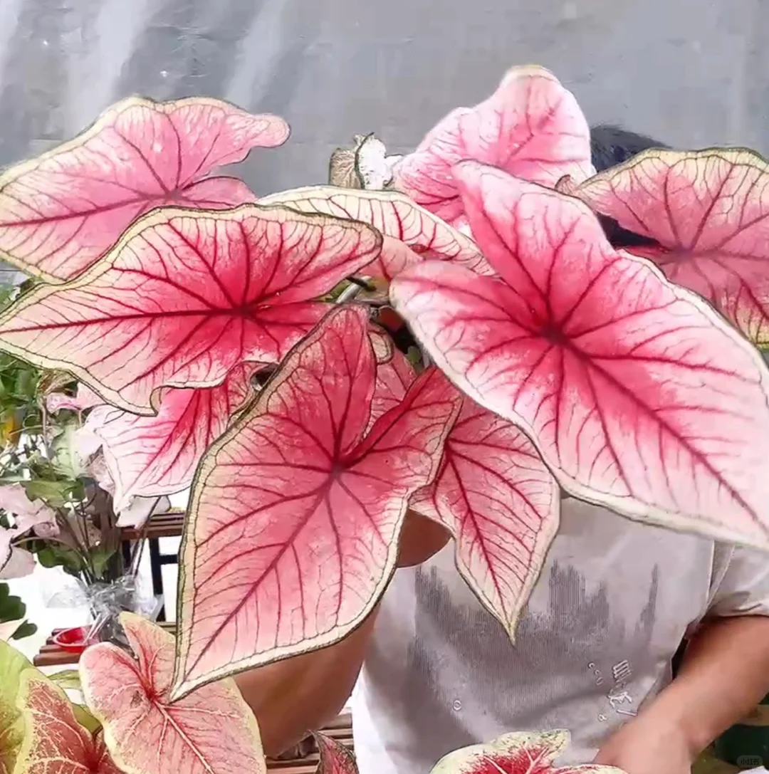 彩叶芋
