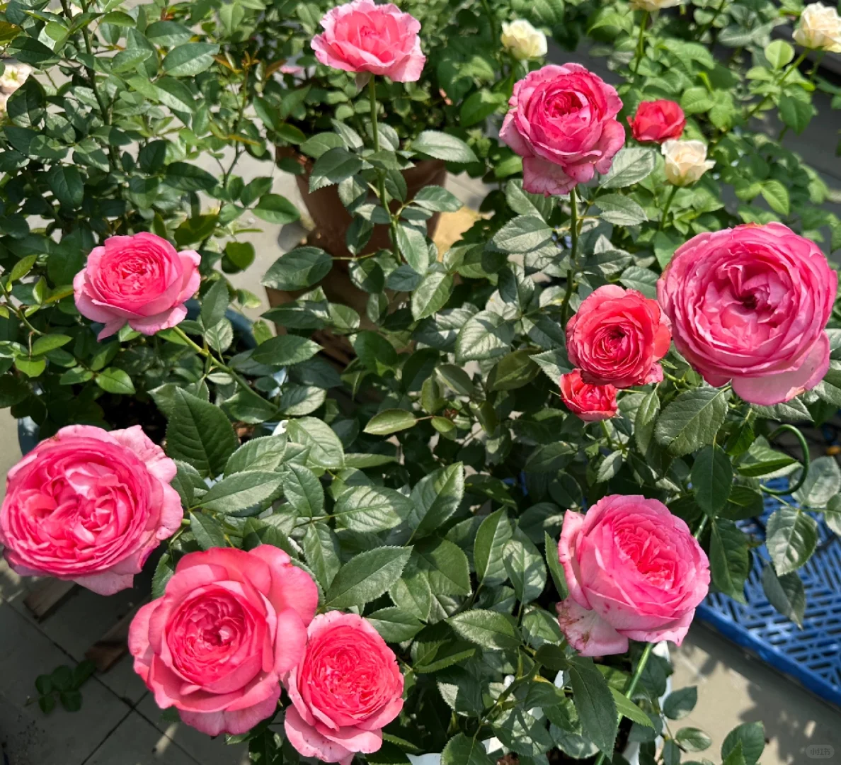 高温下的美人—伊芙妖艳