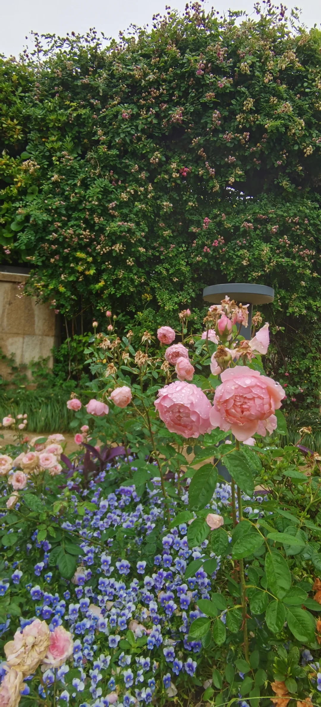 日常|花，娇艳欲滴