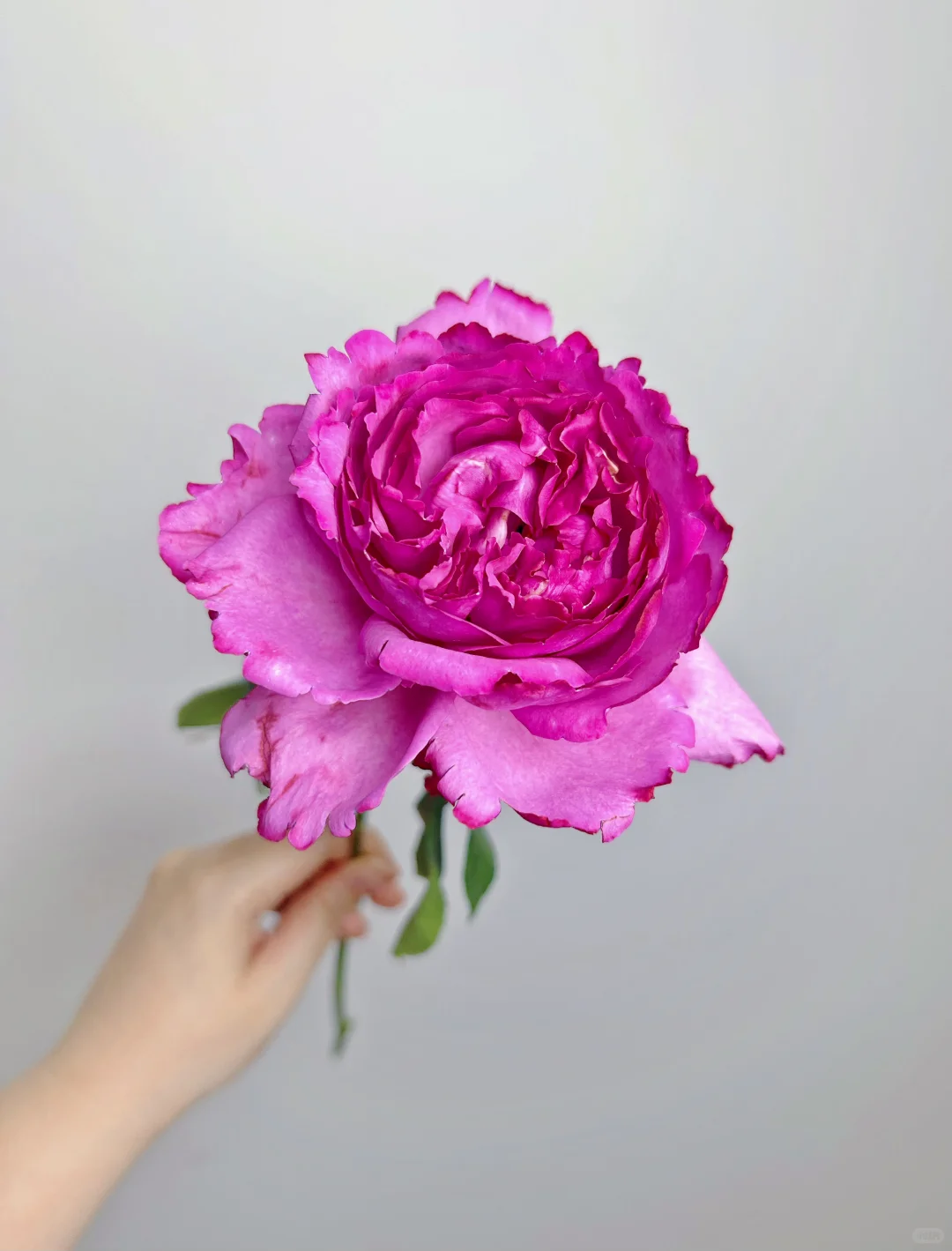 东篱-伊芙妖艳