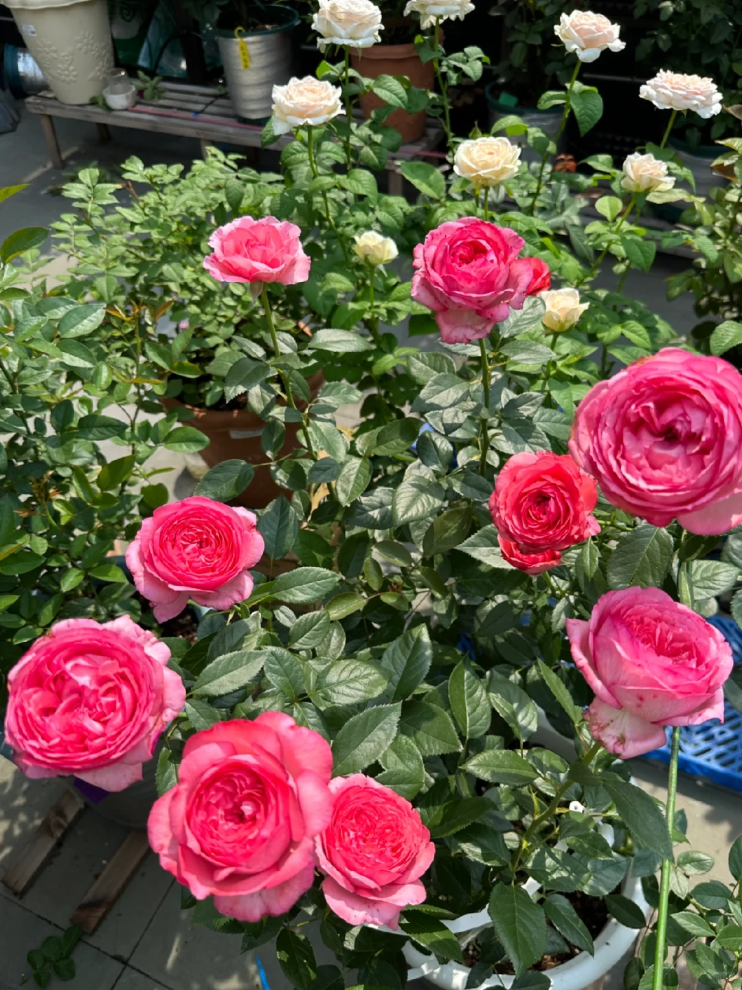 高温下的美人—伊芙妖艳