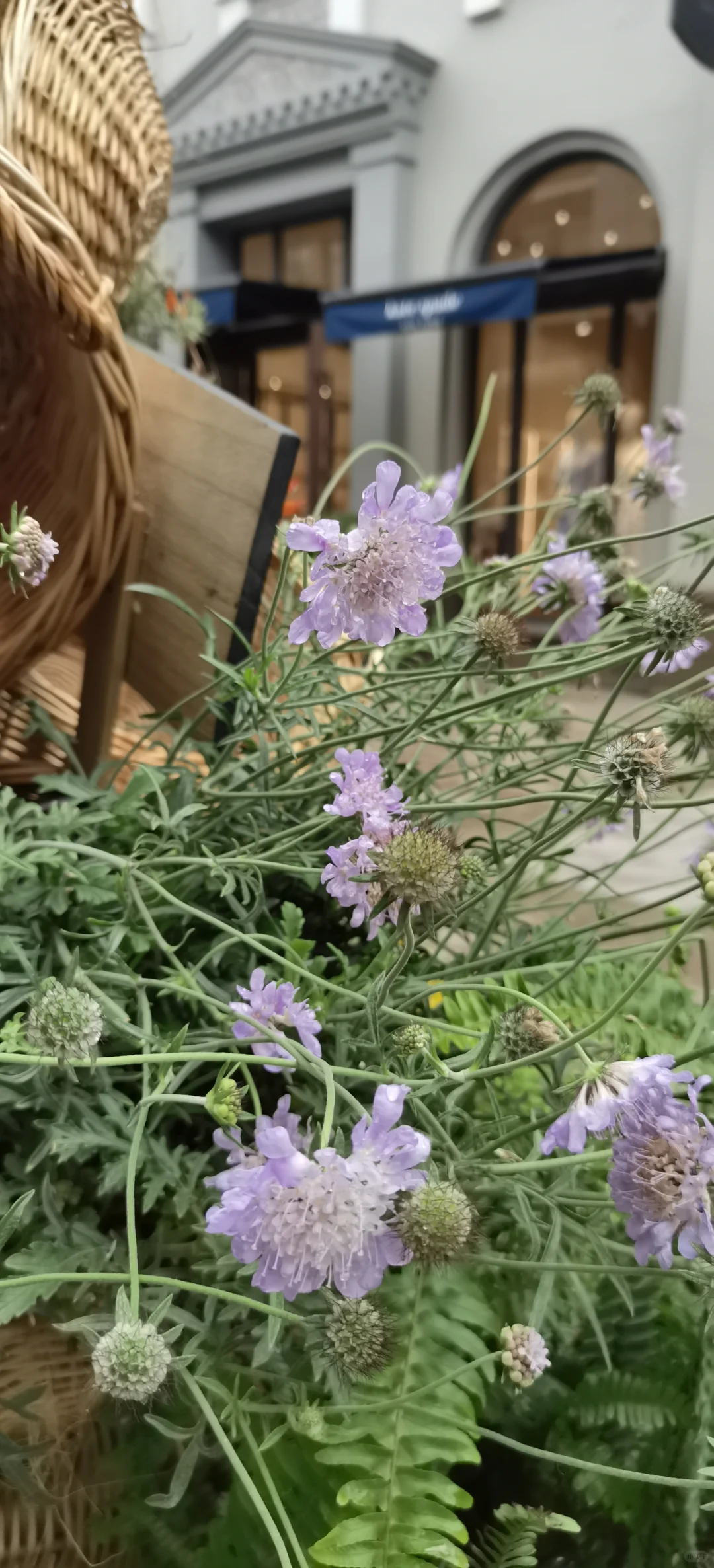 日常|花，娇艳欲滴
