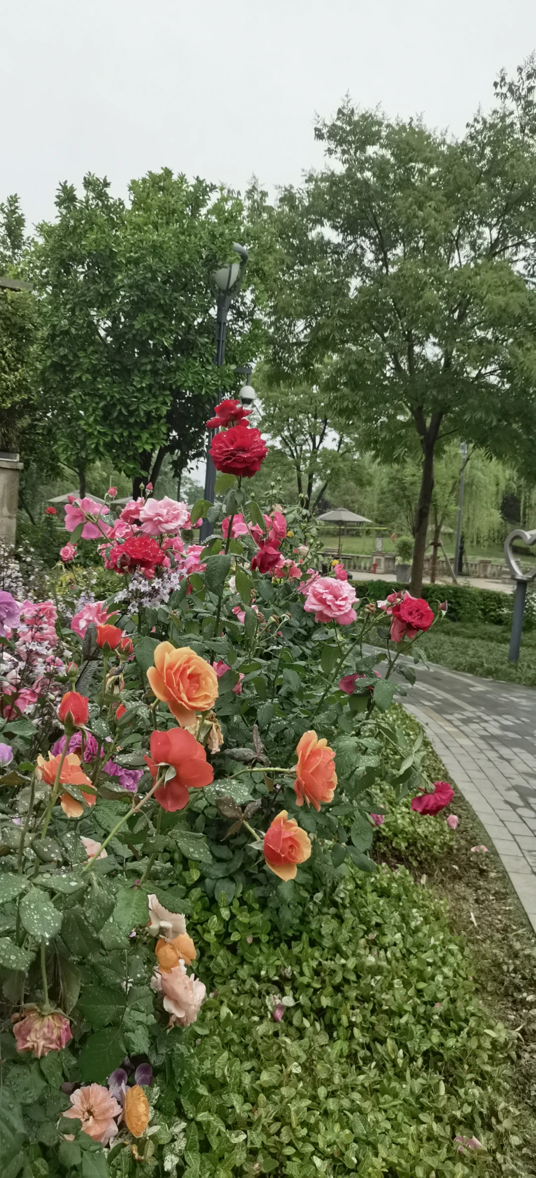 日常|花，娇艳欲滴