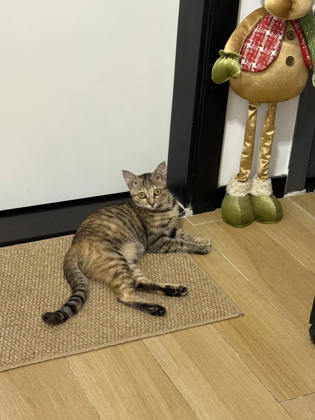 🐱是有点妩媚在身上的