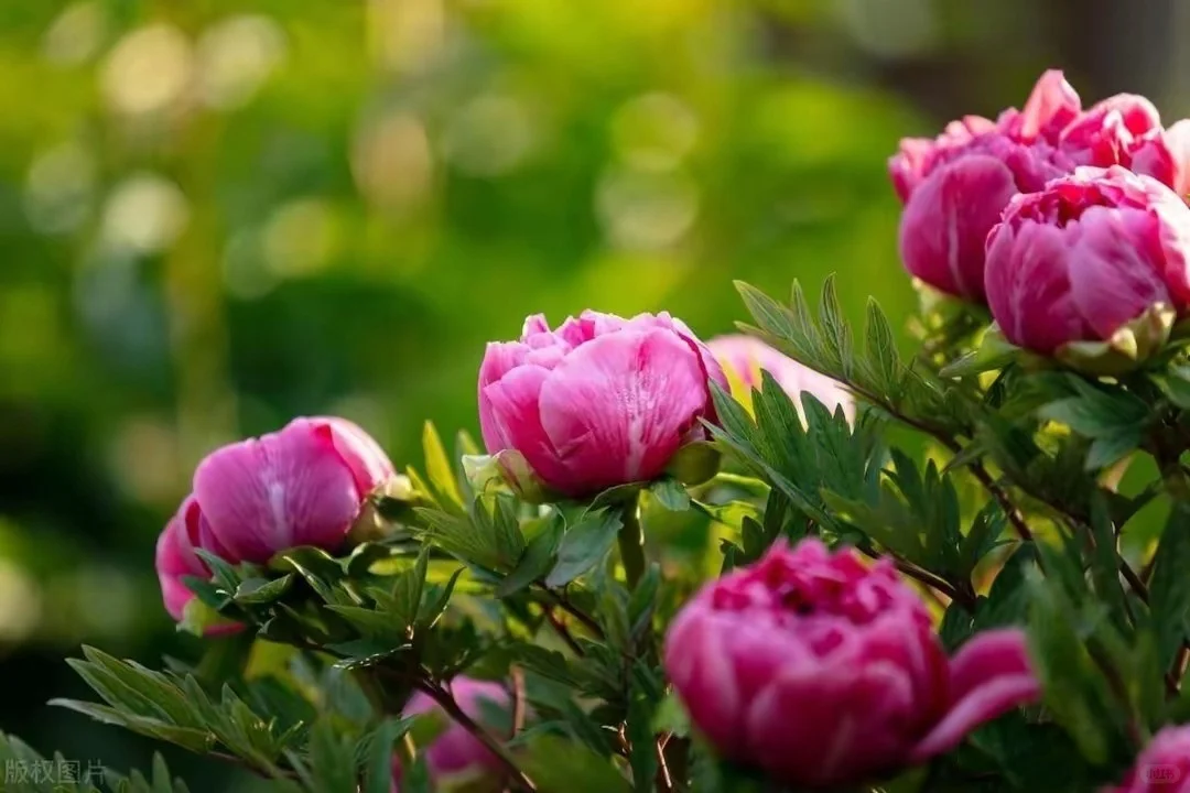 想看看你们相册里的花🌸