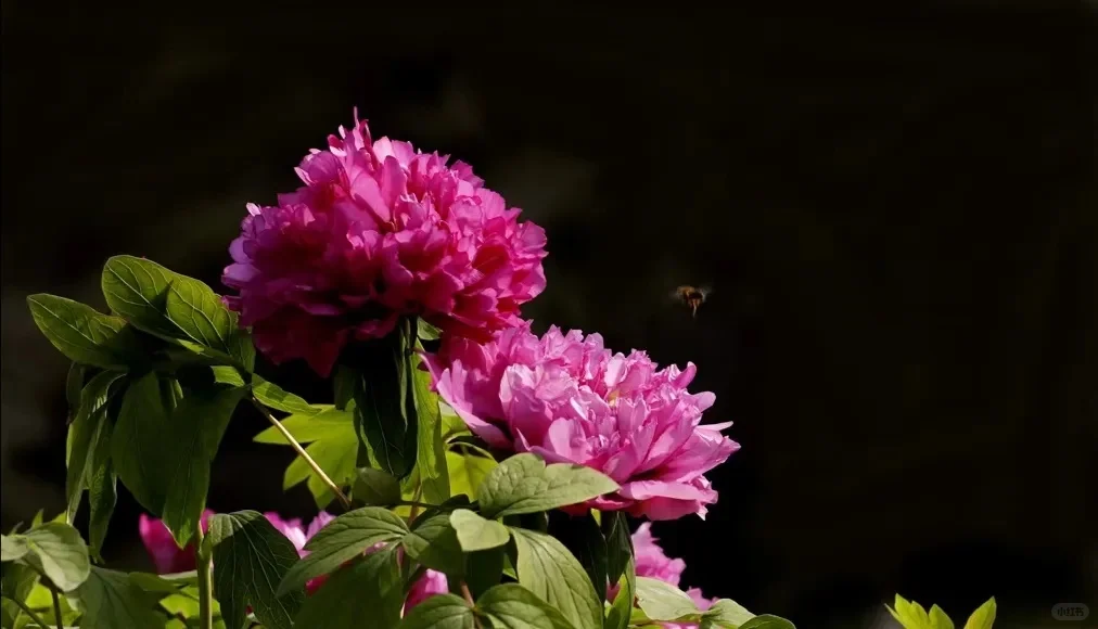 想看看你们相册里的花🌸