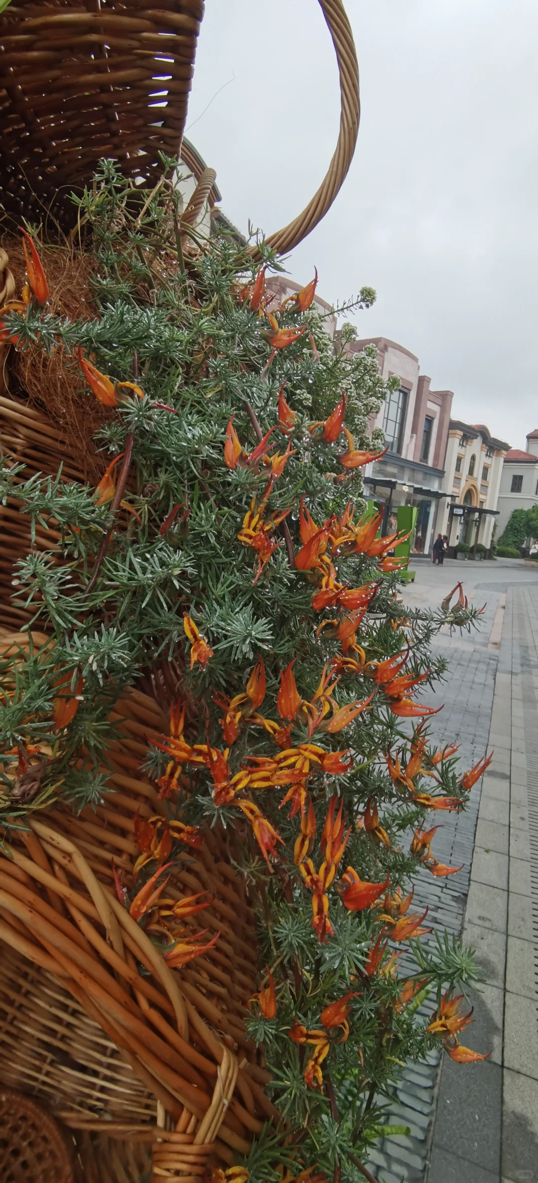 日常|花，娇艳欲滴