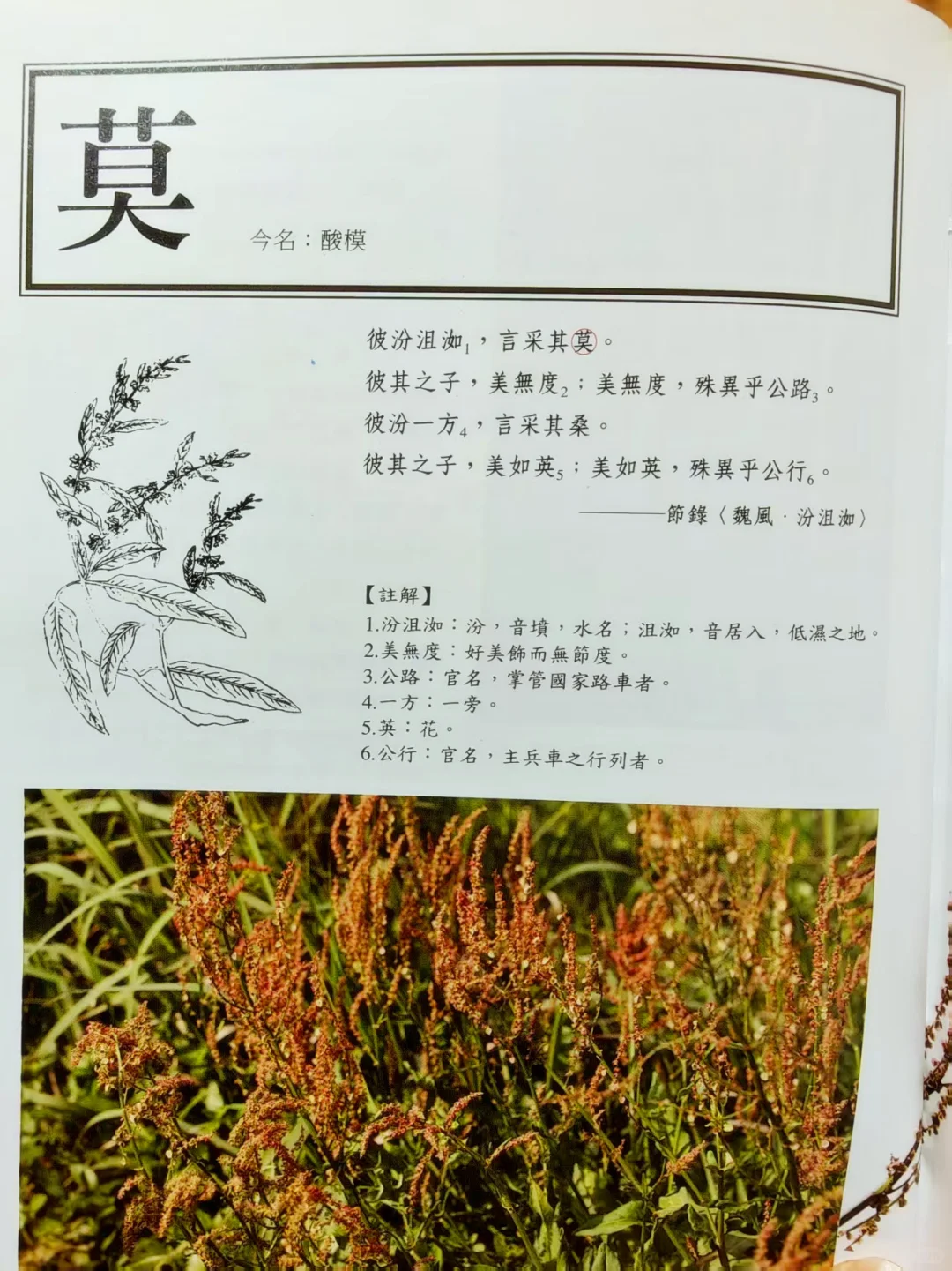 古人撩妹暗号？全是野菜密码！