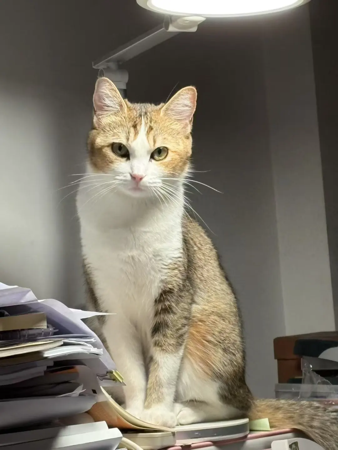 哦呀呀～我那妩媚的小猫～