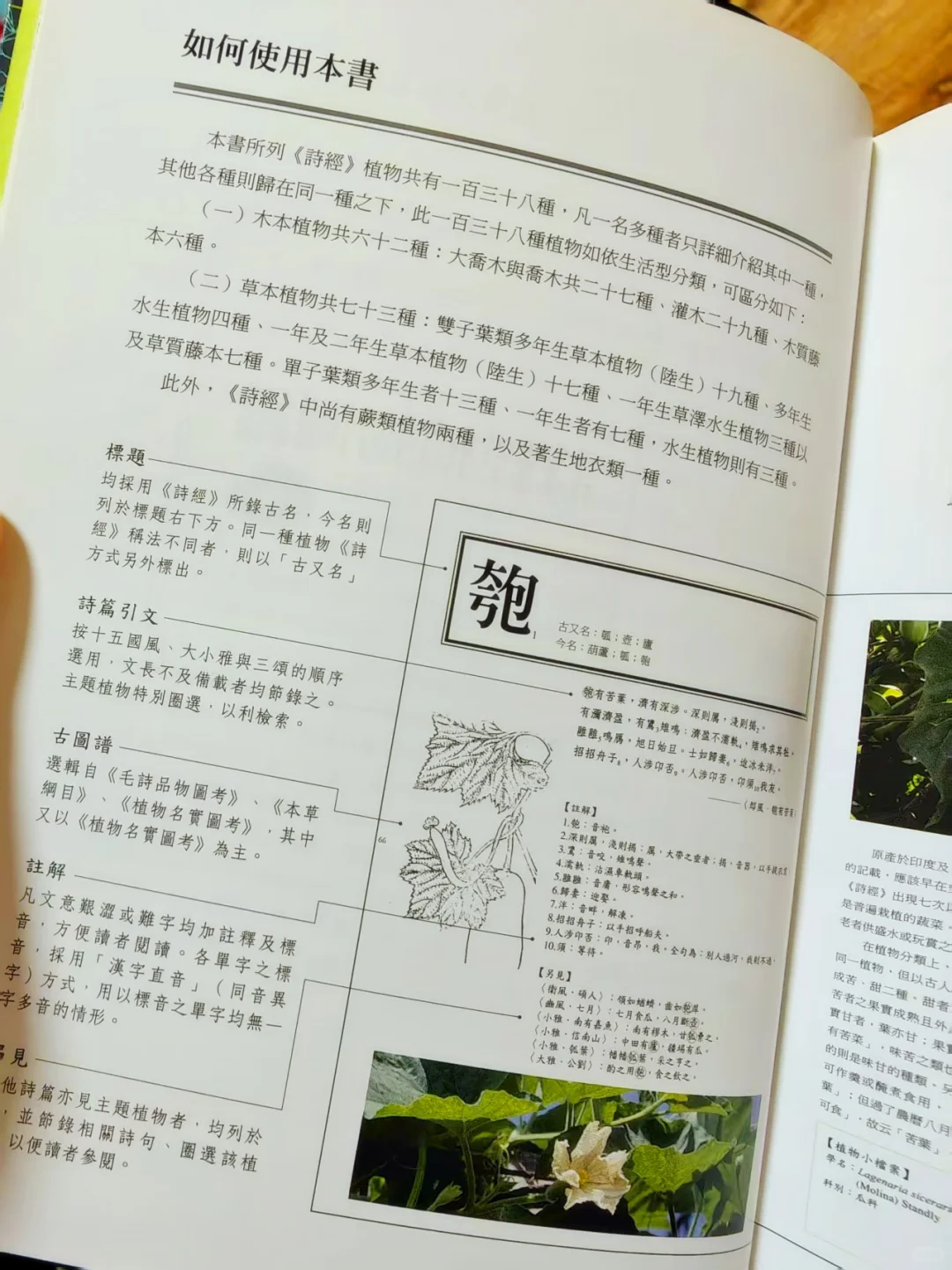 古人撩妹暗号？全是野菜密码！