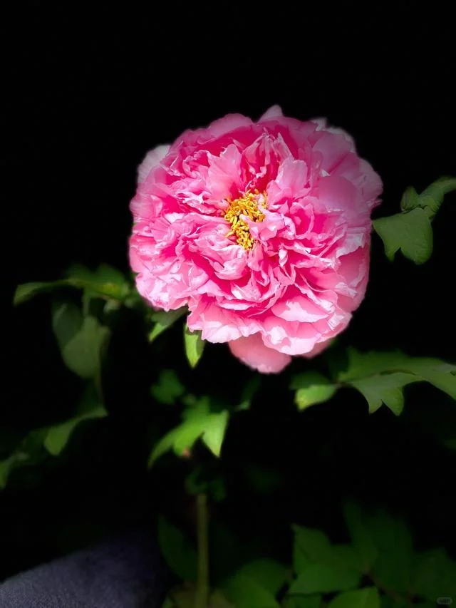 想看看你们相册里的花🌸