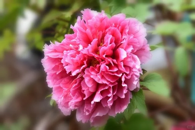 想看看你们相册里的花🌸