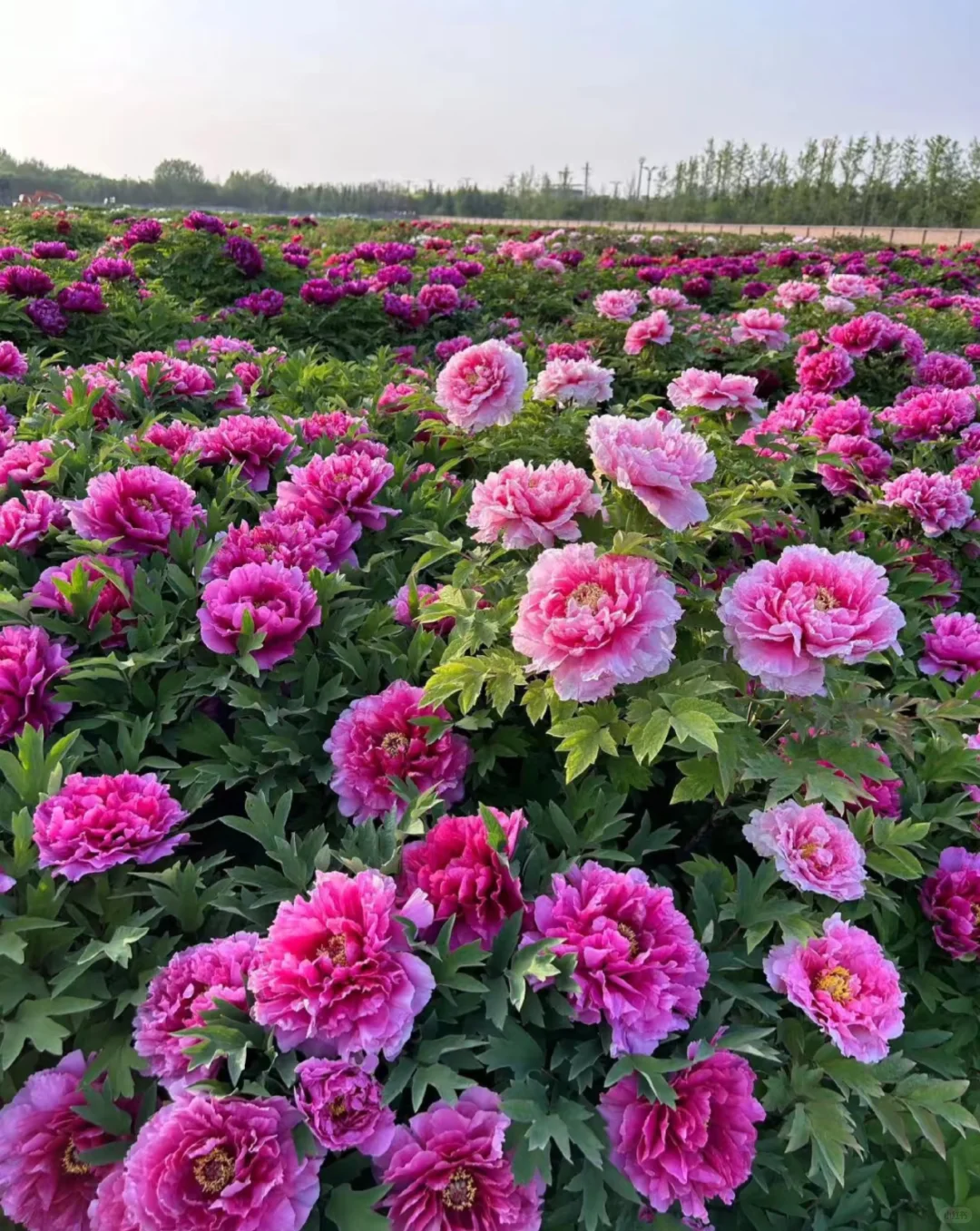 唯有牡丹真国色，花开时节动京城🌸