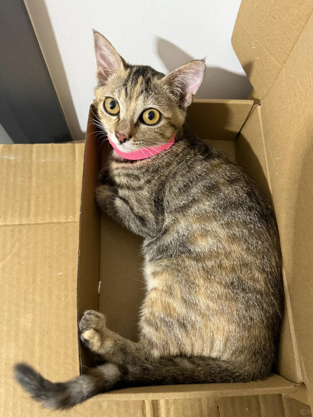 🐱是有点妩媚在身上的