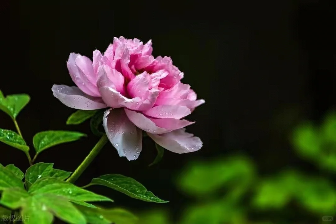 想看看你们相册里的花🌸