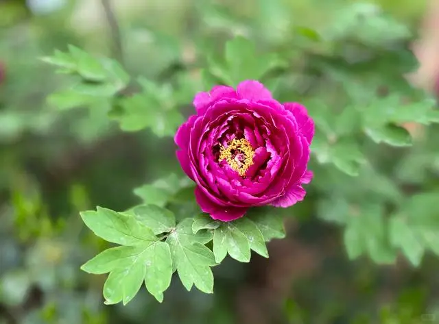 想看看你们相册里的花🌸