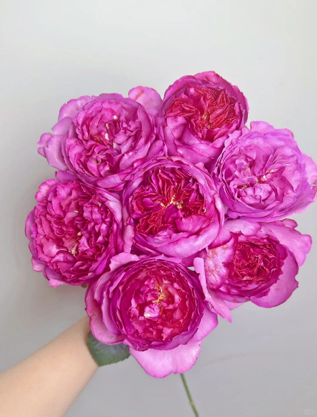 东篱-伊芙妖艳