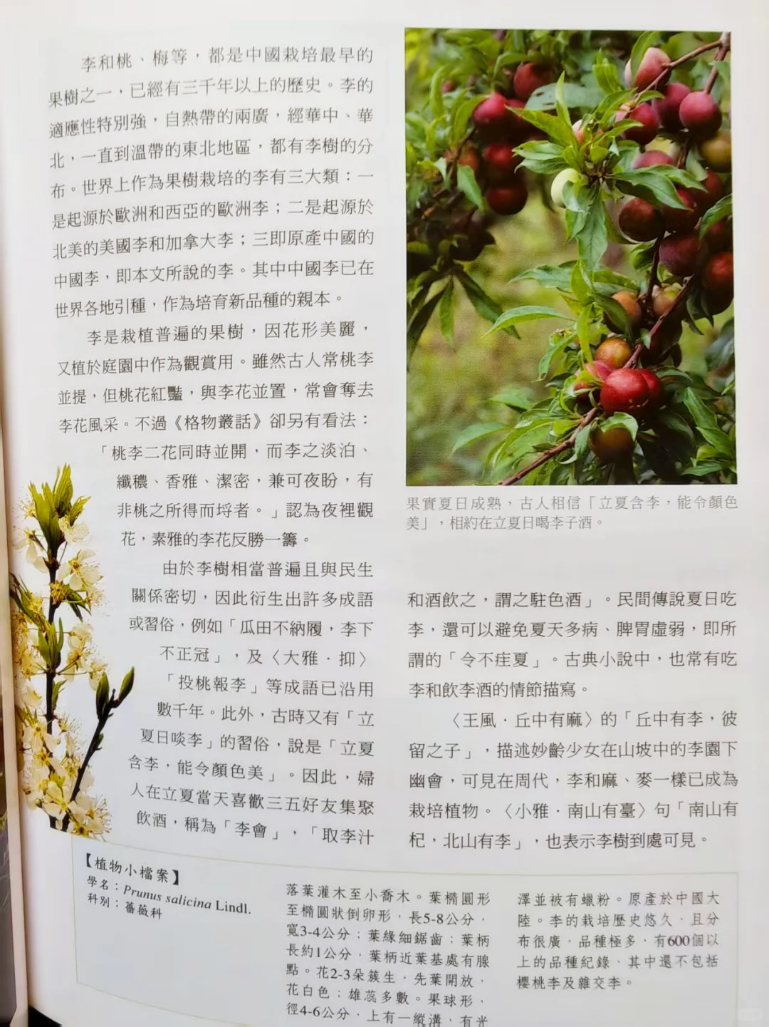古人撩妹暗号？全是野菜密码！