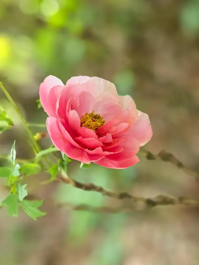 想看看你们相册里的花🌸
