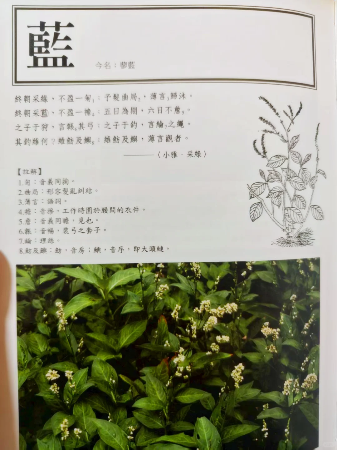 古人撩妹暗号？全是野菜密码！
