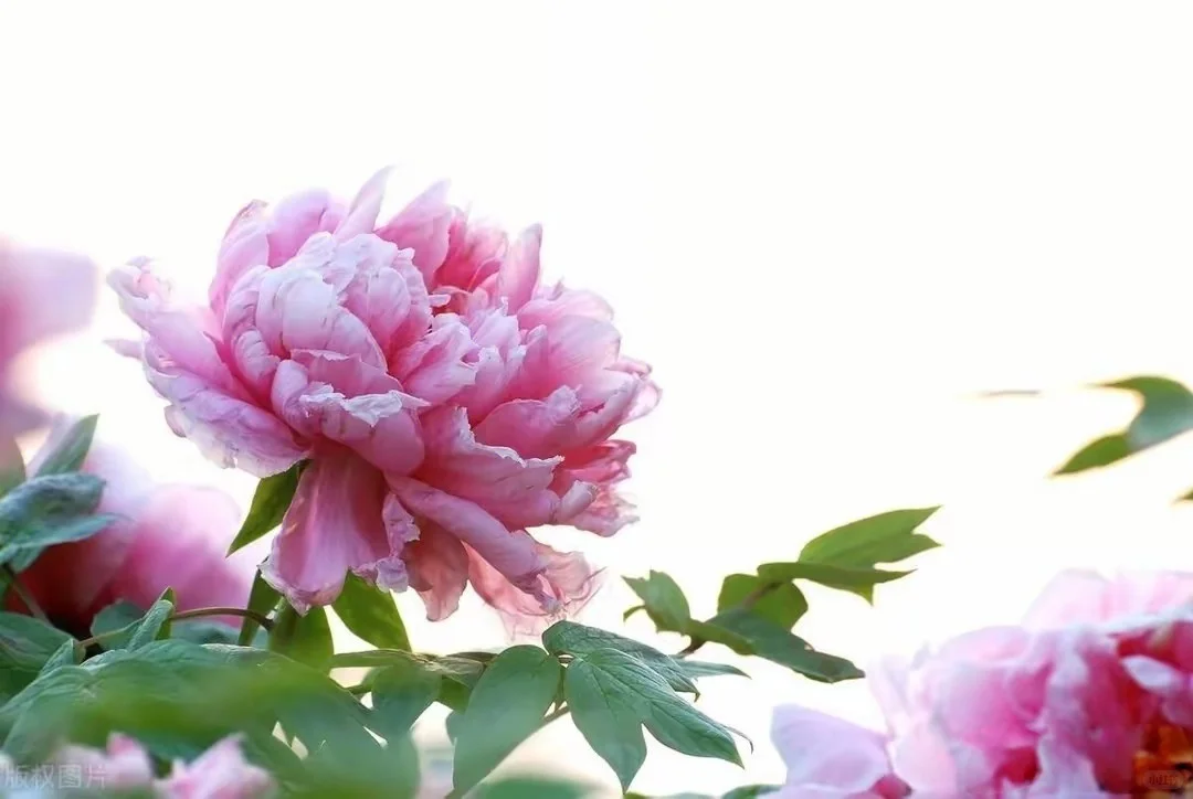 想看看你们相册里的花🌸