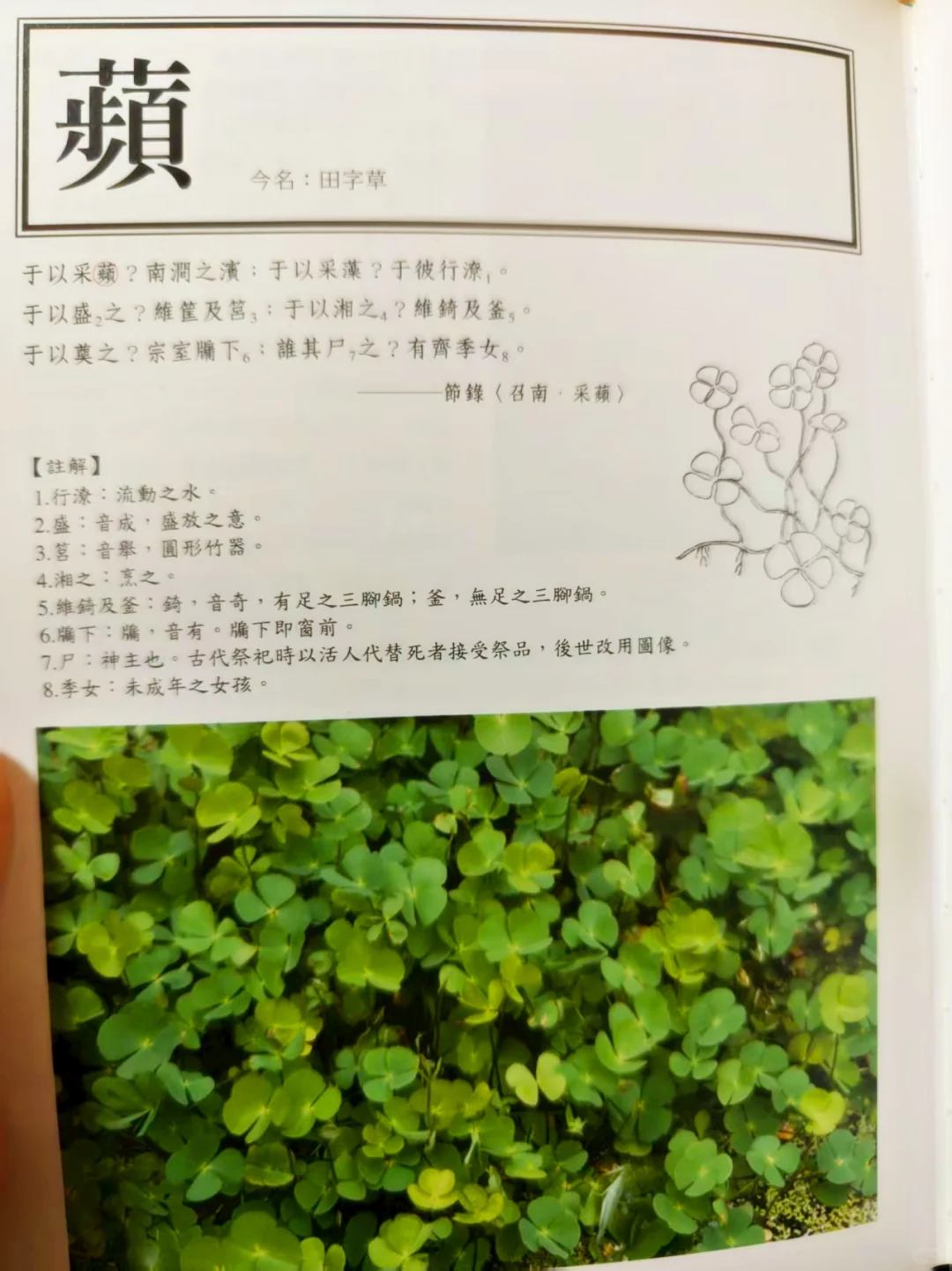 古人撩妹暗号？全是野菜密码！