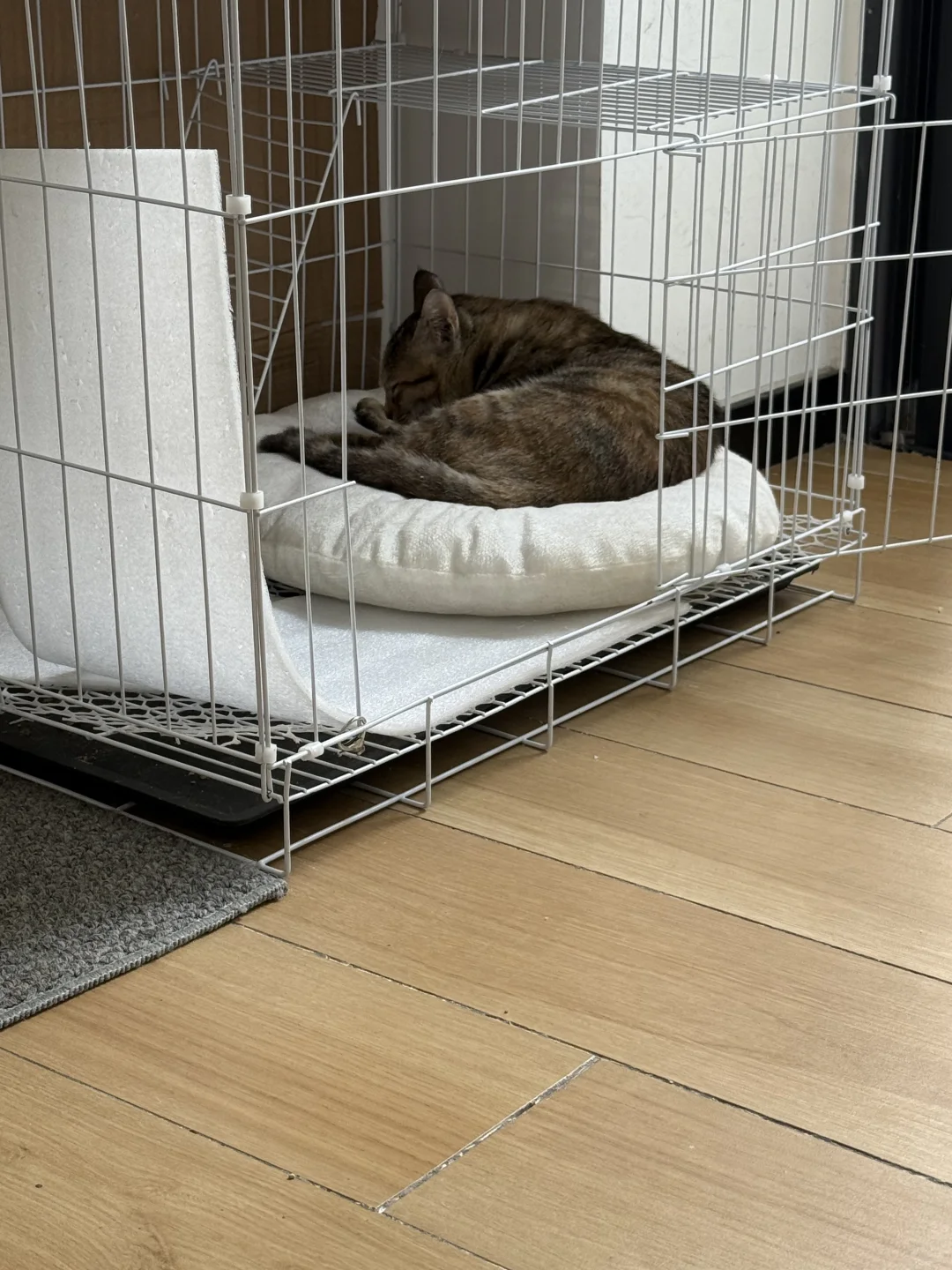 🐱是有点妩媚在身上的