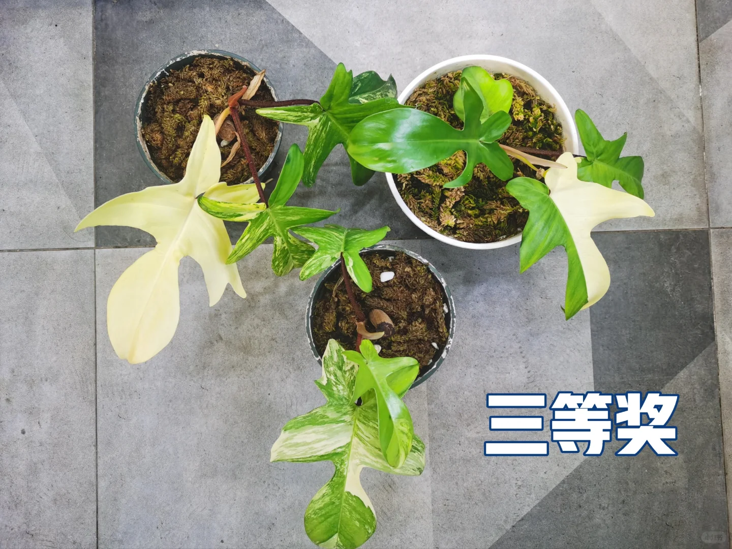 粉丝福利祭—美人锦大放送！！！