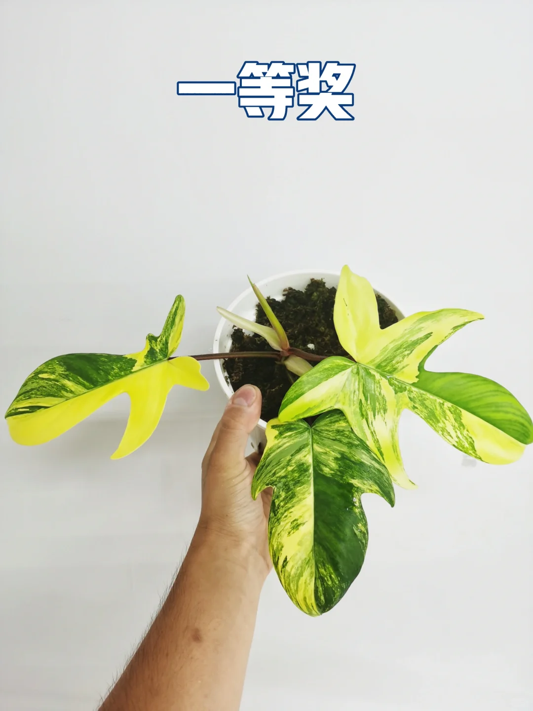 粉丝福利祭—美人锦大放送！！！
