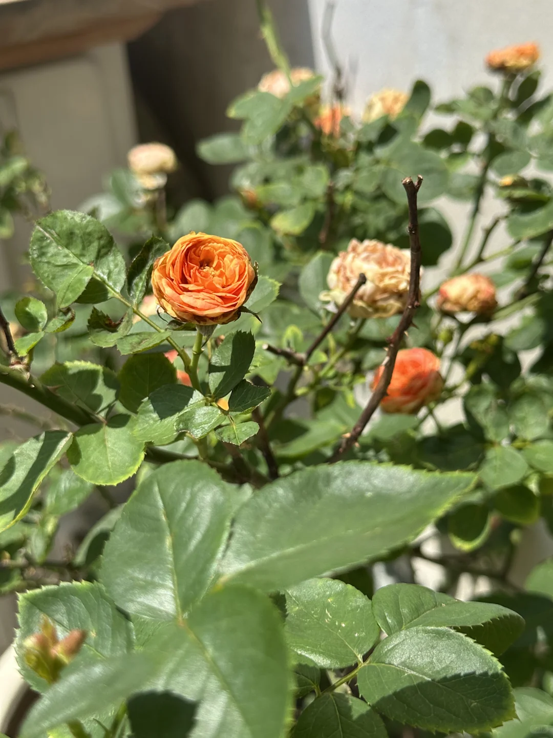 精装套二花园房，房东直售