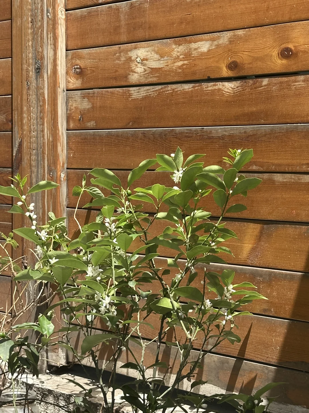 精装套二花园房，房东直售