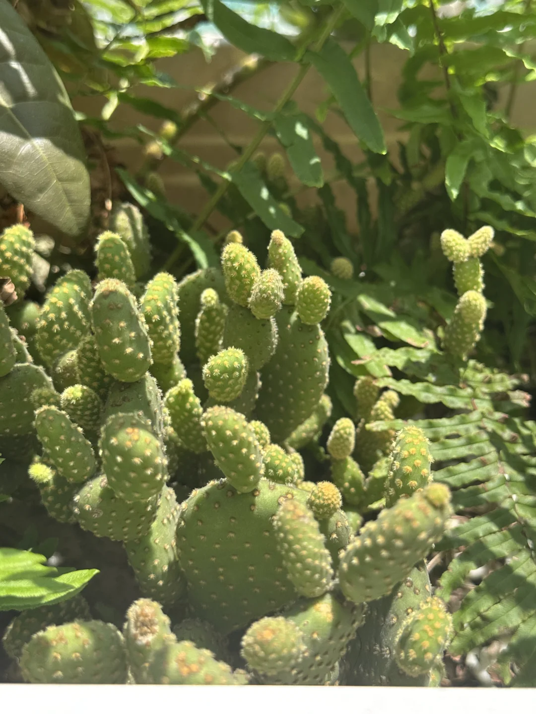 精装套二花园房，房东直售