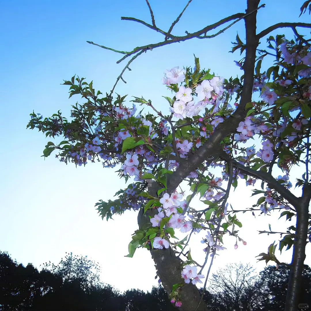 𝙒𝙚𝘾𝙝𝙖𝙩 / 女头➕背景图🌸