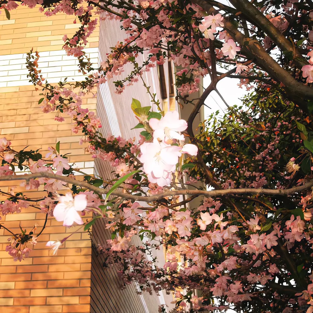 𝙒𝙚𝘾𝙝𝙖𝙩 / 女头➕背景图🌸
