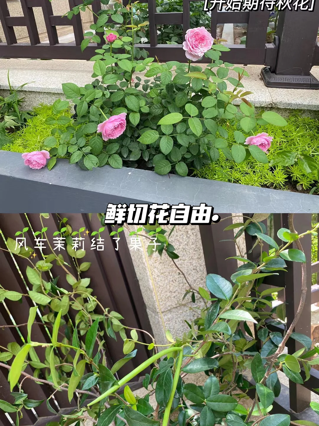 洋房装修|买一楼带院子的房子我开始后悔了