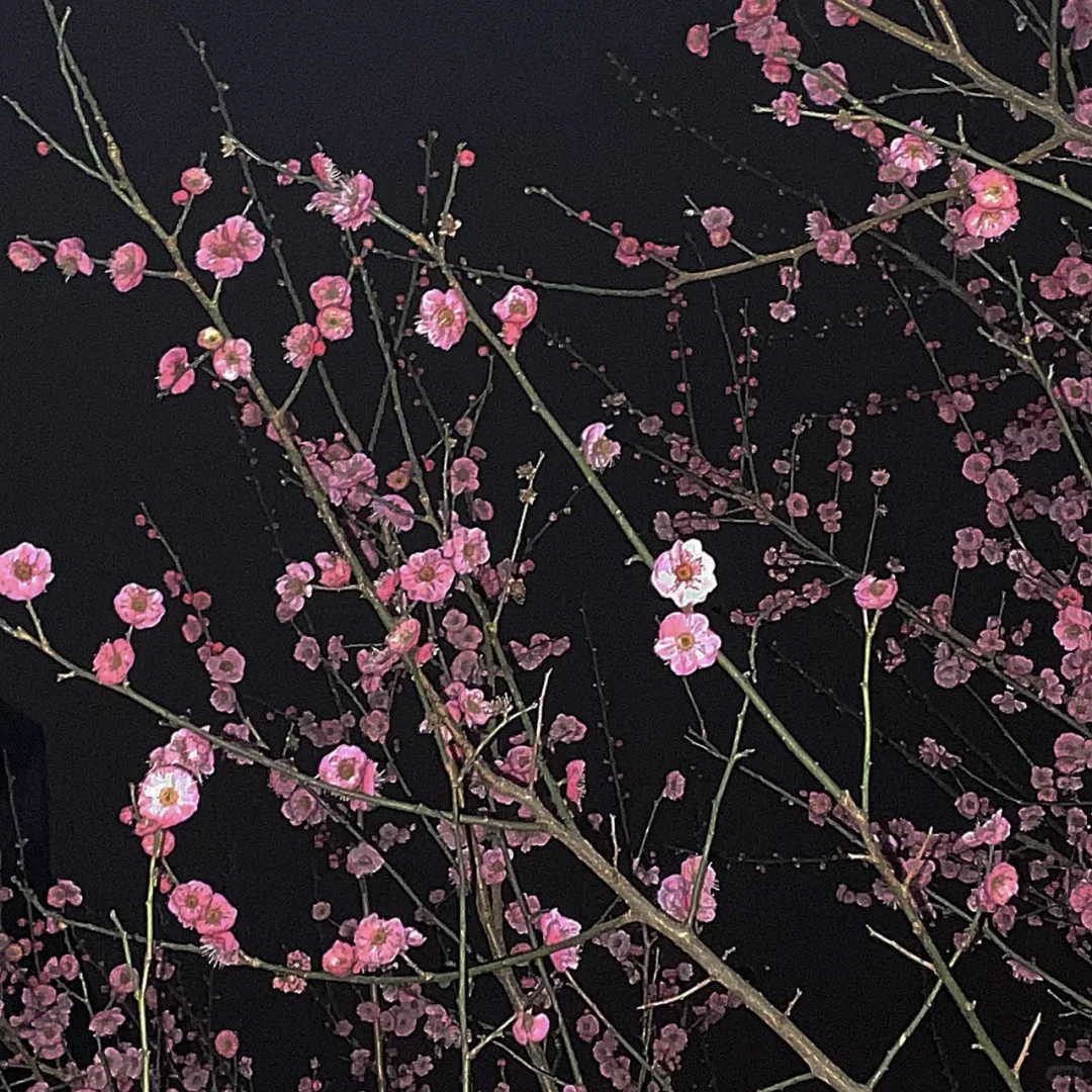 𝙒𝙚𝘾𝙝𝙖𝙩 / 女头➕背景图🌸