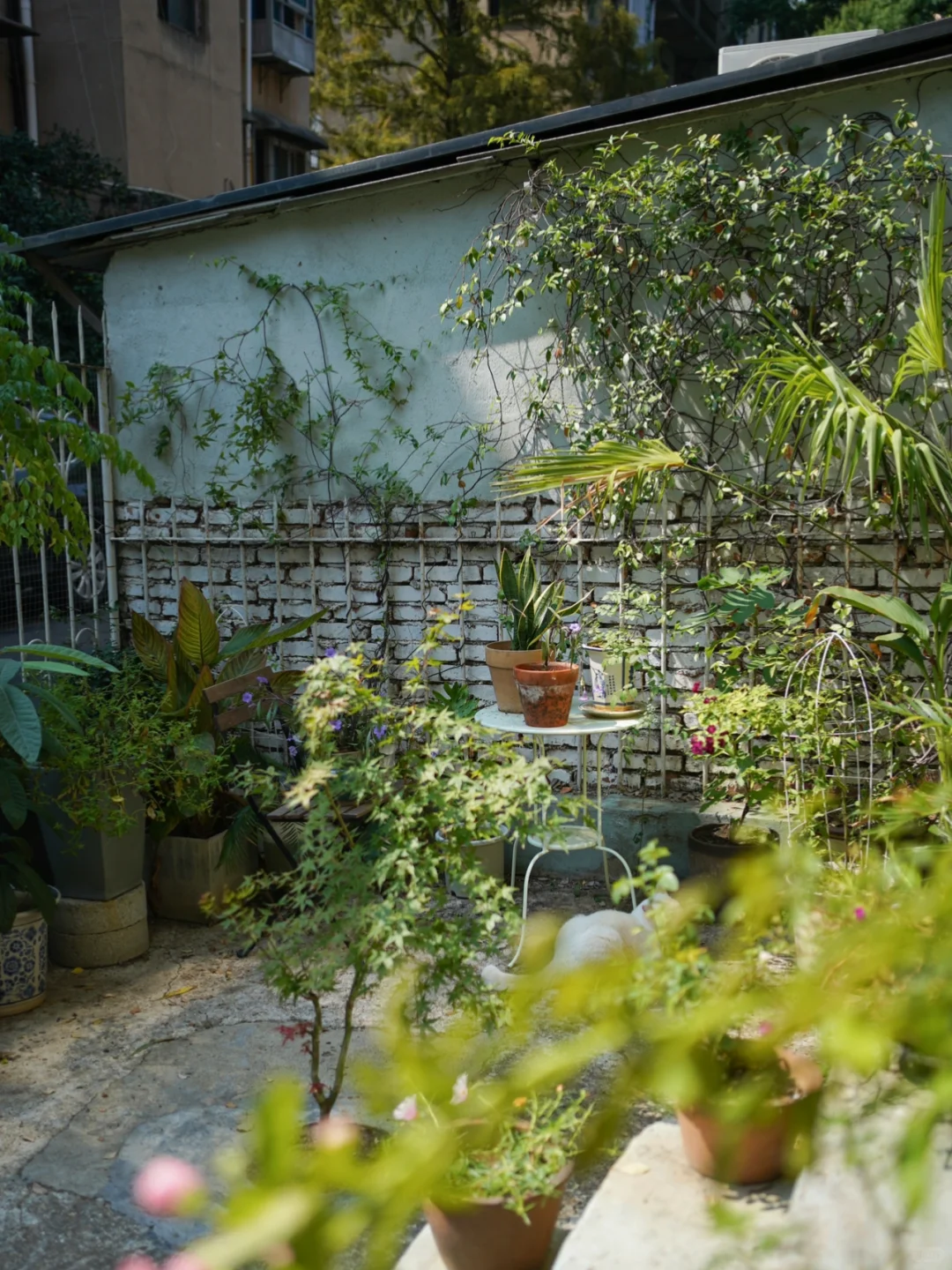 住过带院子的老房子后，再也回不去电梯房了