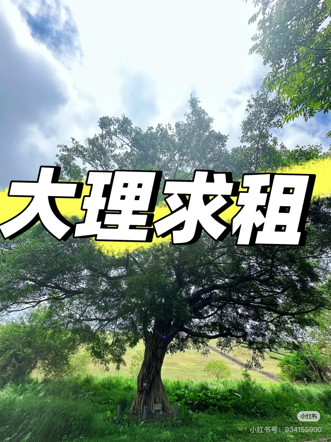 大理诚心求租