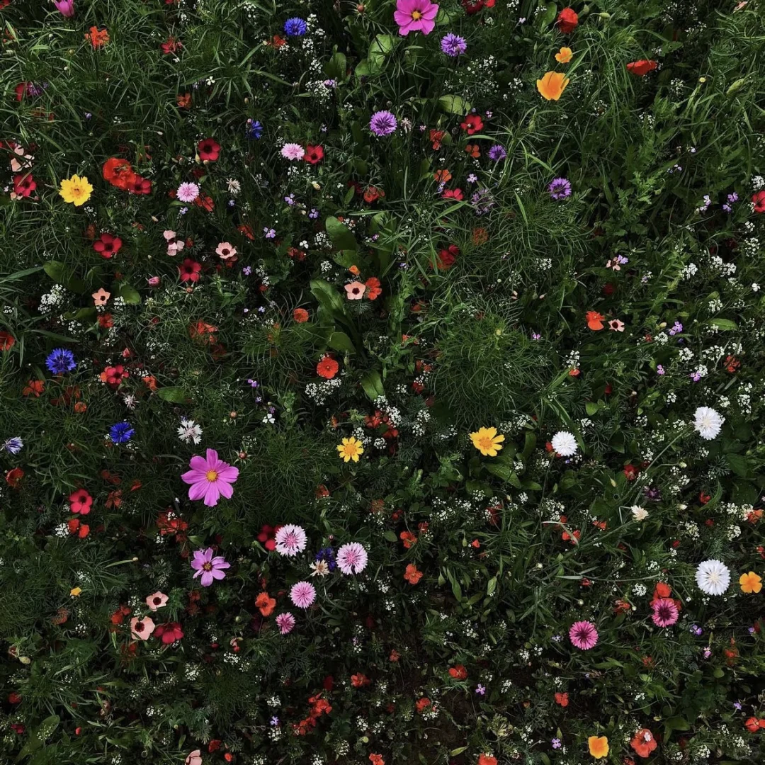 𝙒𝙚𝘾𝙝𝙖𝙩 / 女头➕背景图🌸