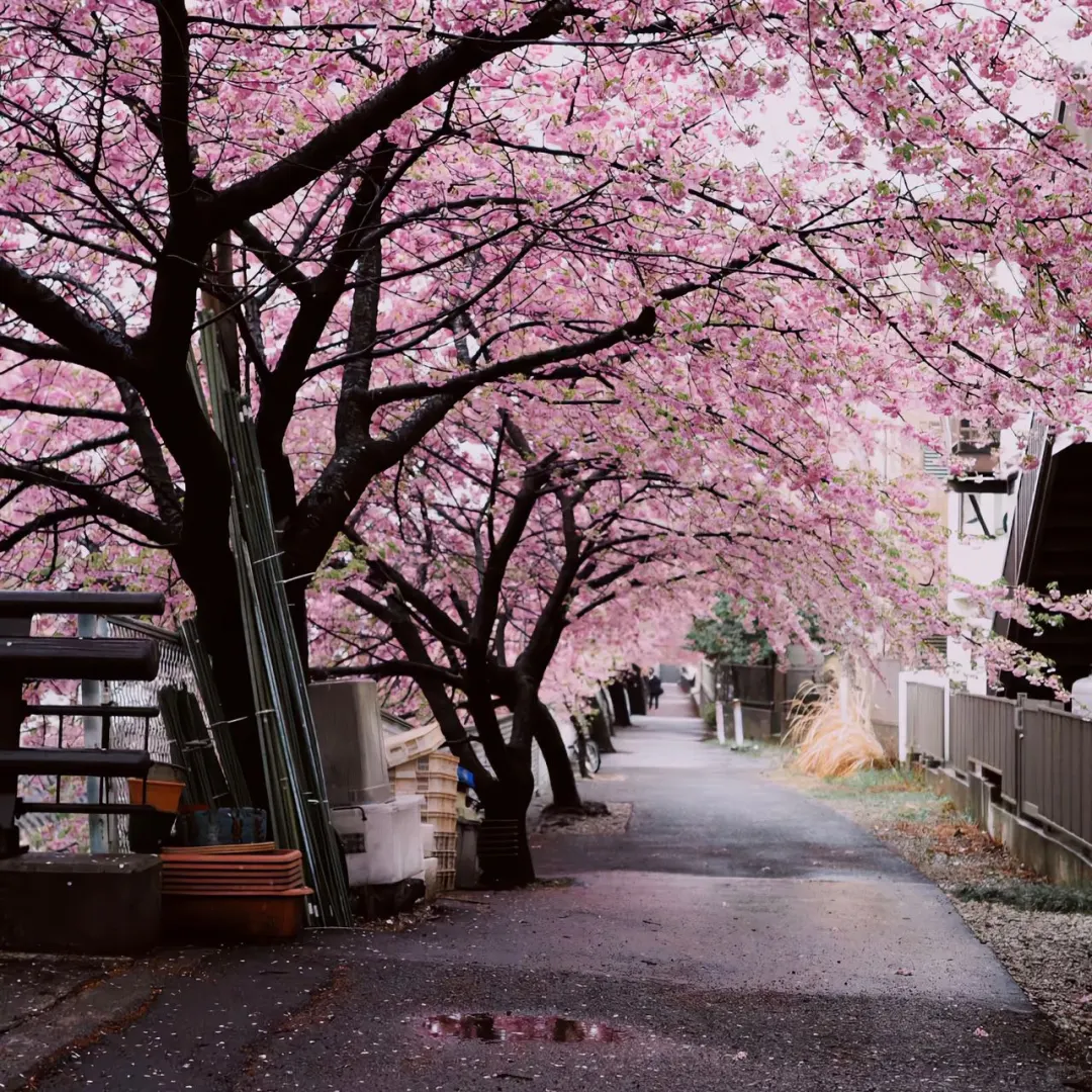 𝙒𝙚𝘾𝙝𝙖𝙩 / 女头➕背景图🌸
