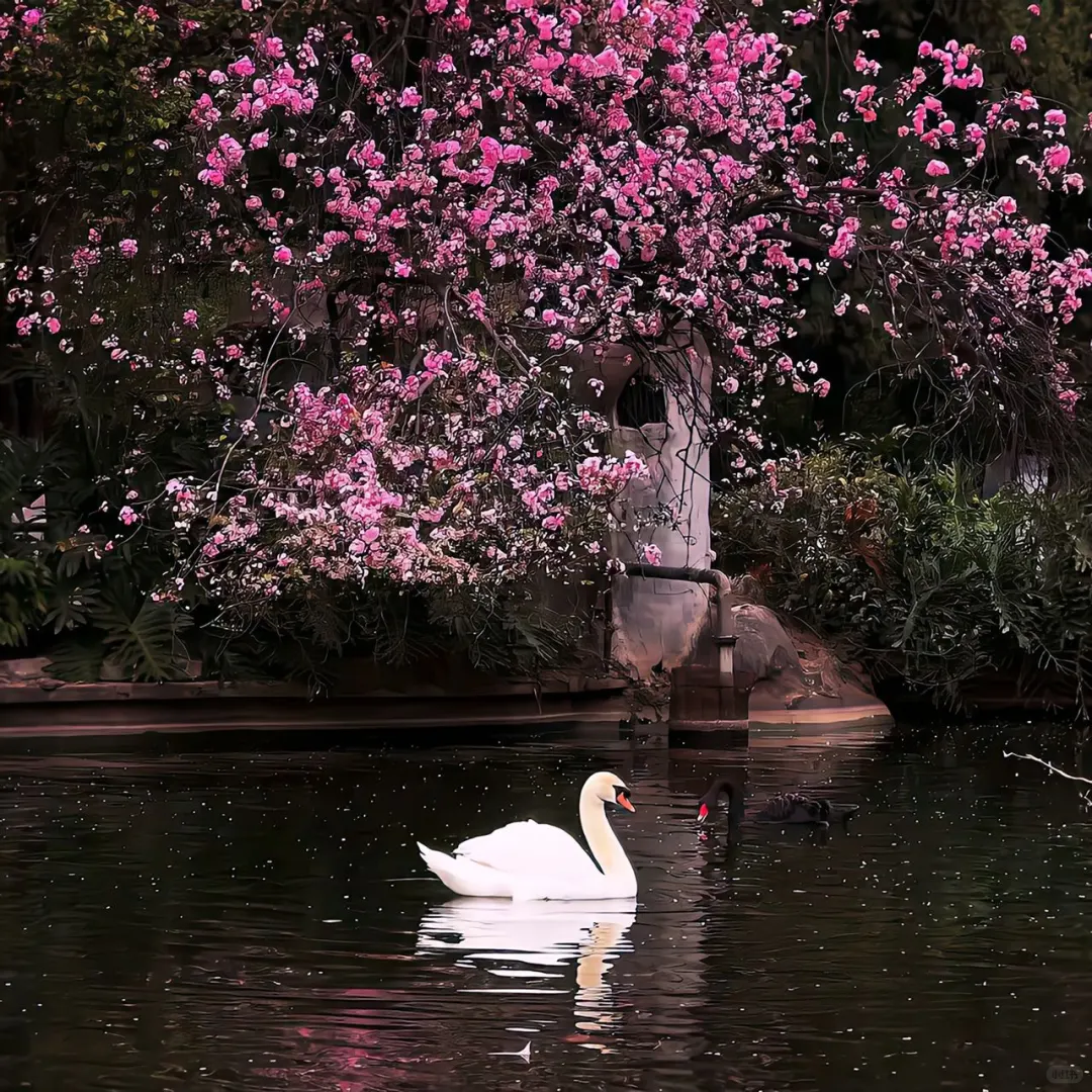 𝙒𝙚𝘾𝙝𝙖𝙩 / 女头➕背景图🌸
