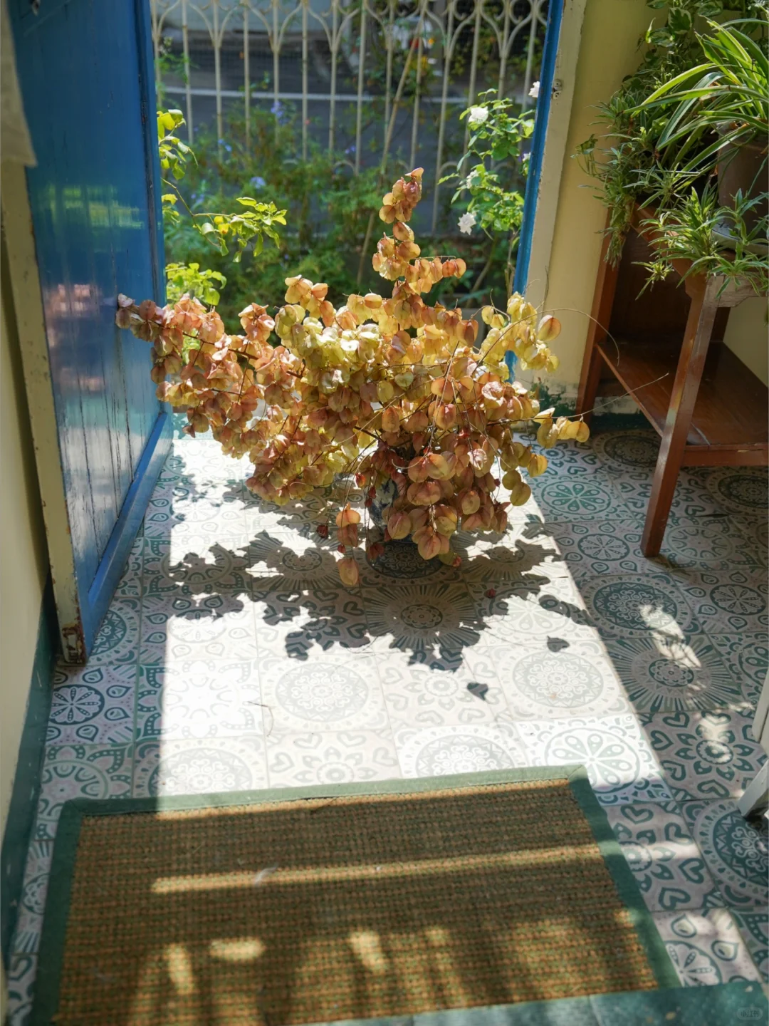 住过带院子的老房子后，再也回不去电梯房了