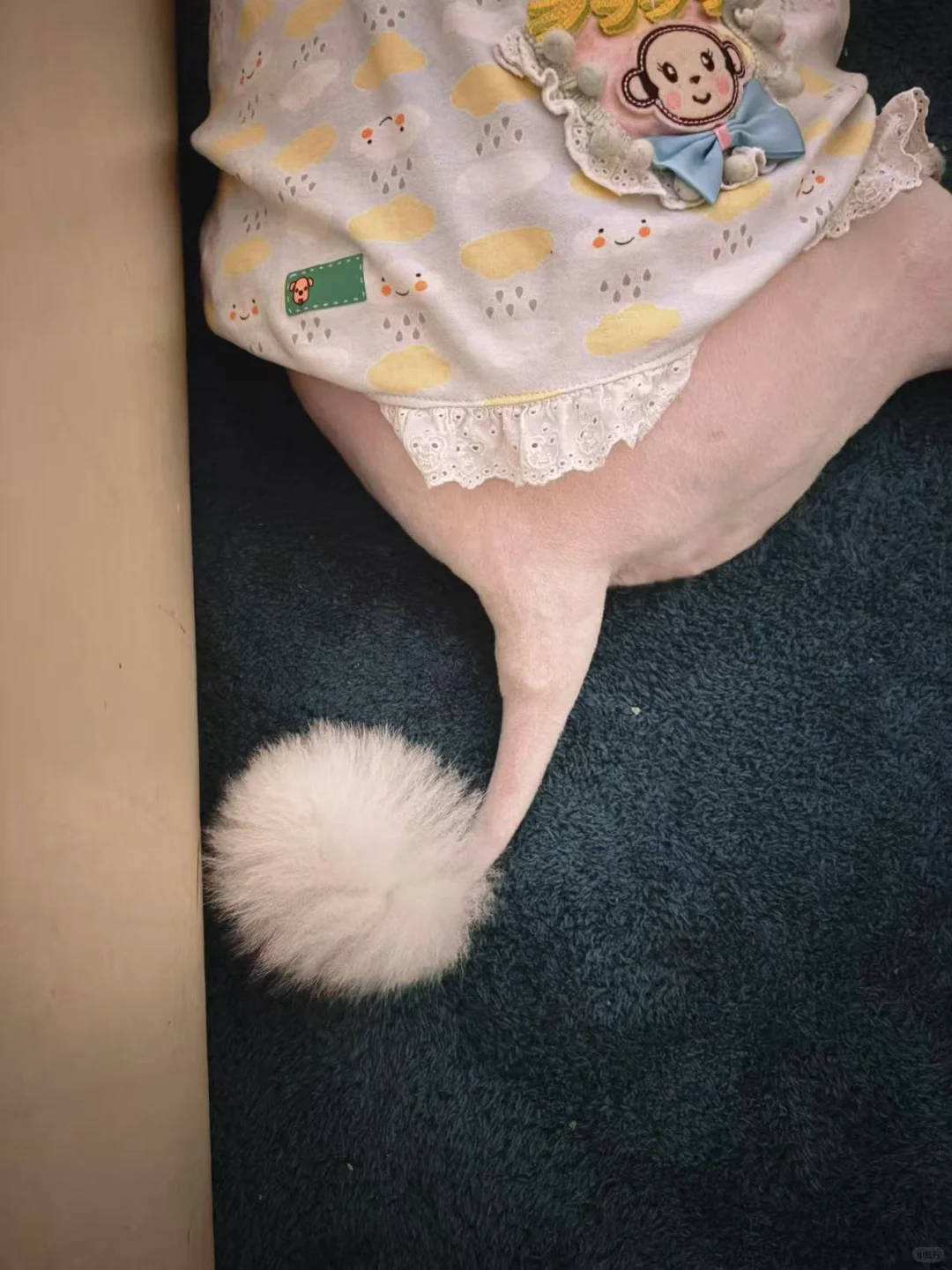 快看！这里有只猪尾巴🐷