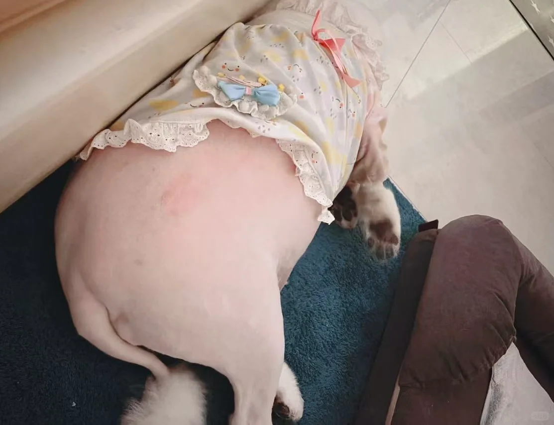 快看！这里有只猪尾巴🐷
