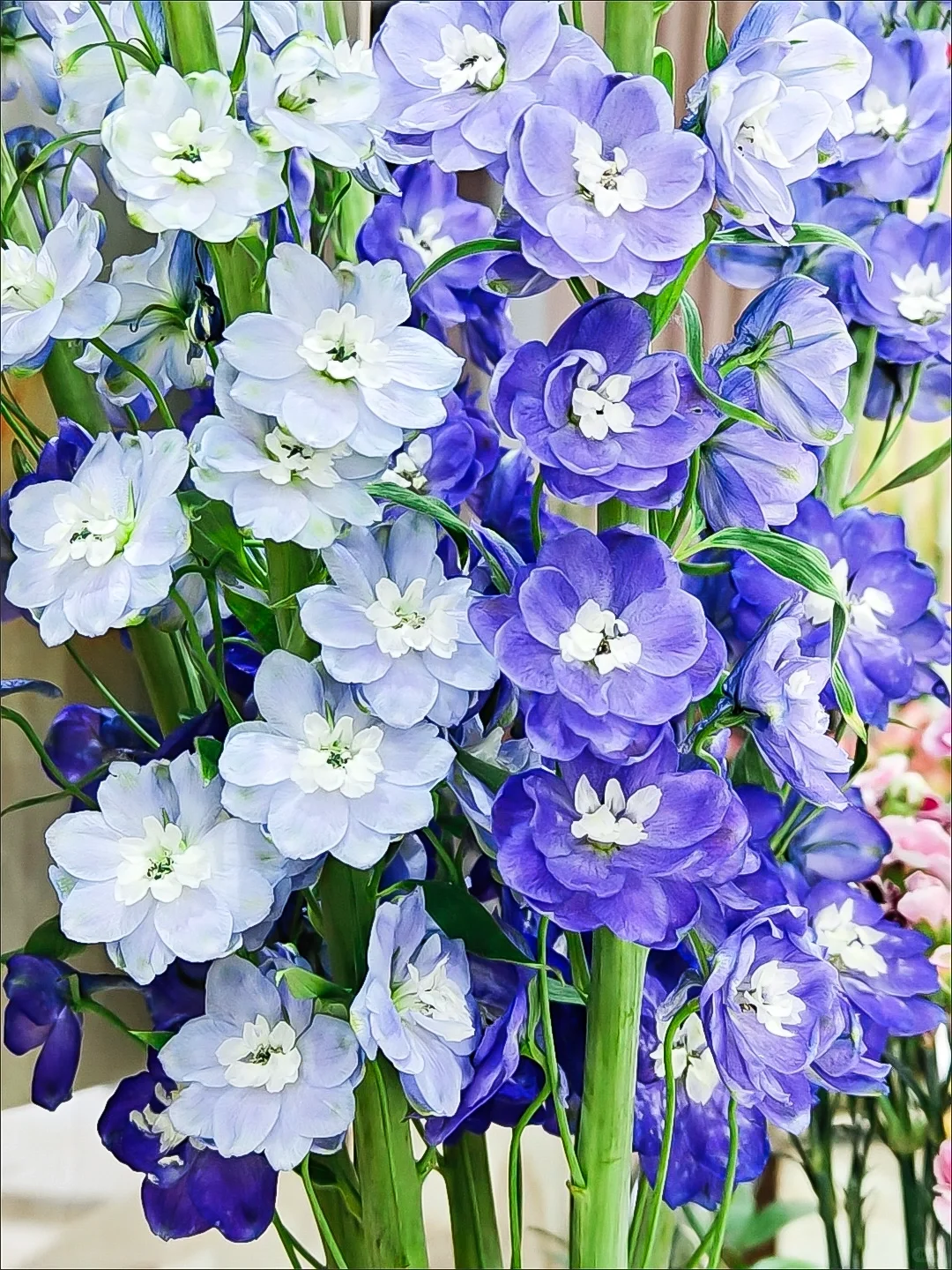 以花为笺写给时光的书花开成序浪漫永不缺席