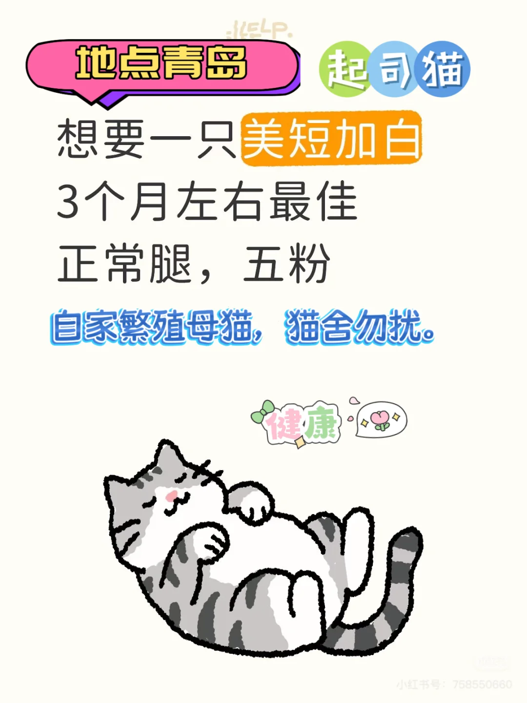求购一只健康起司妹妹🐱